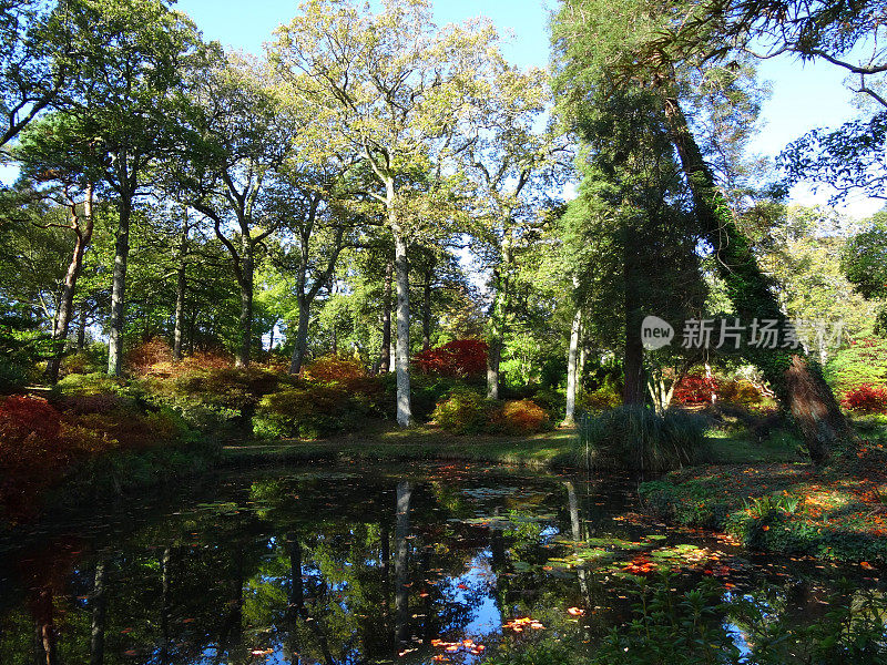秋天的花园/秋天的颜色，红色的日本枫叶/槭树掌叶，橡树